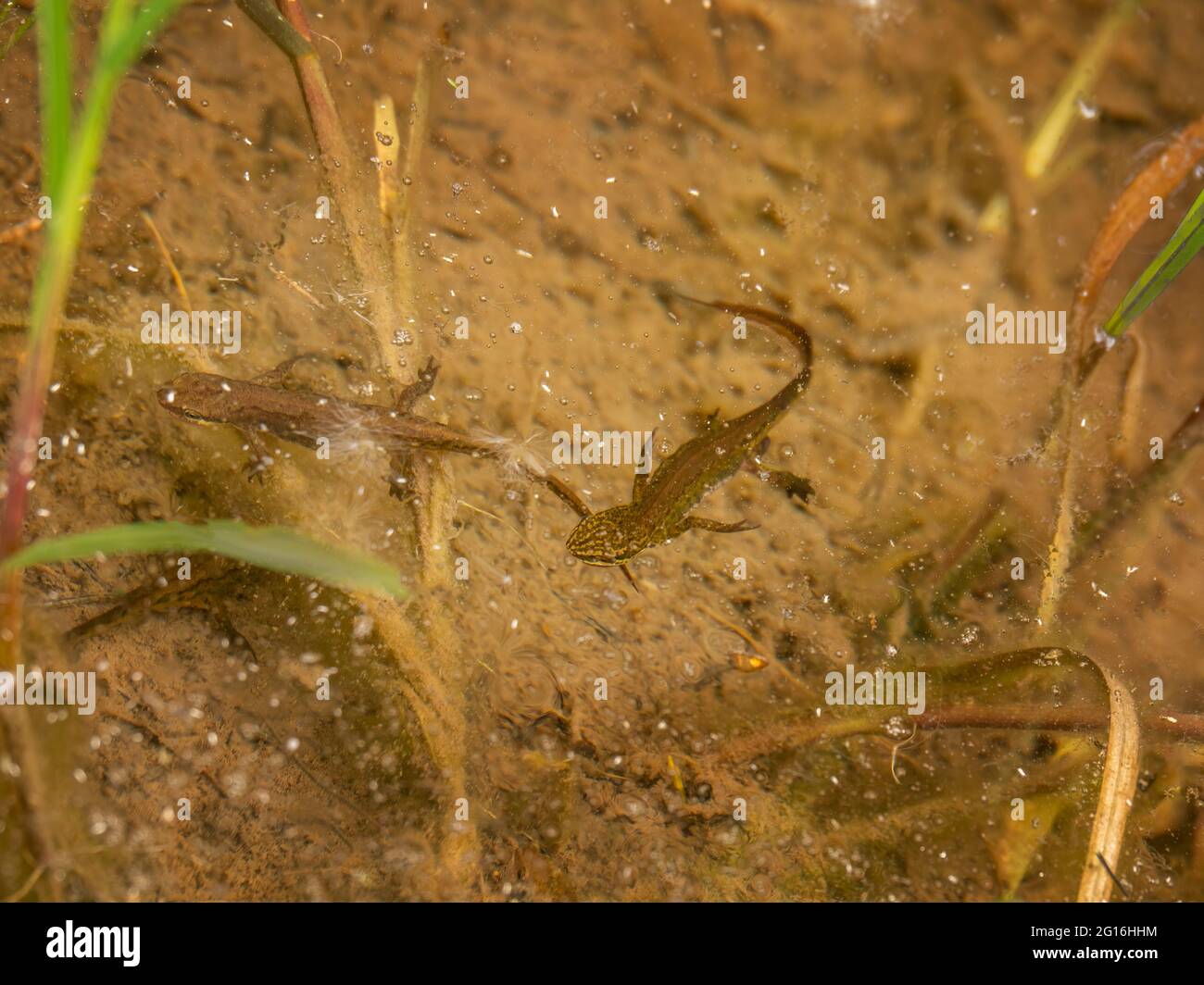 Des newts lisses dans l'eau de l'étang - Lissotriton vulgaris - anciennement Triturus vulgaris. ROYAUME-UNI. Banque D'Images
