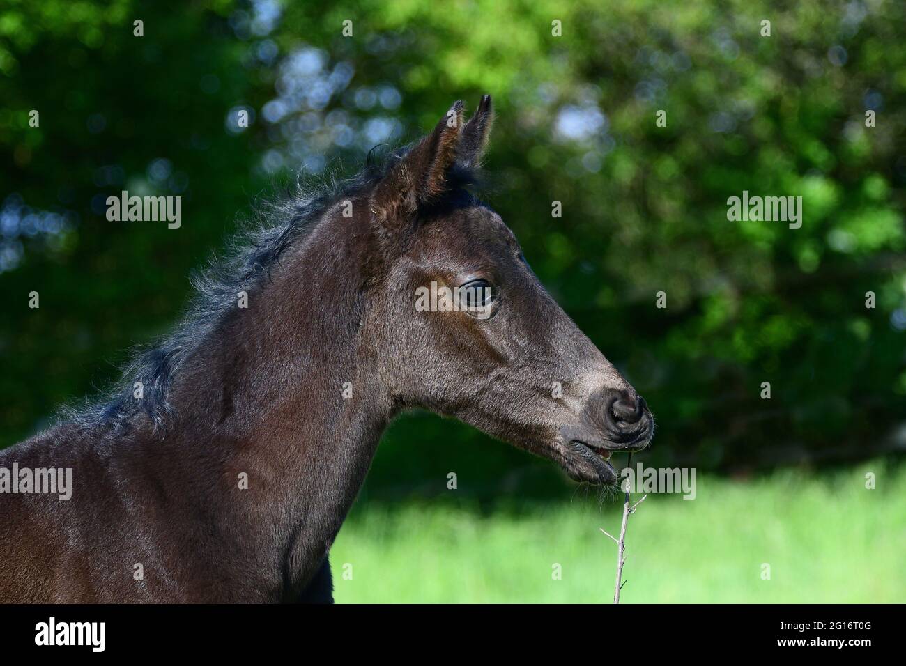Portrait d'un adorable jeune poulain noir avec un fond vert, grignotant sur une branche sèche. Banque D'Images