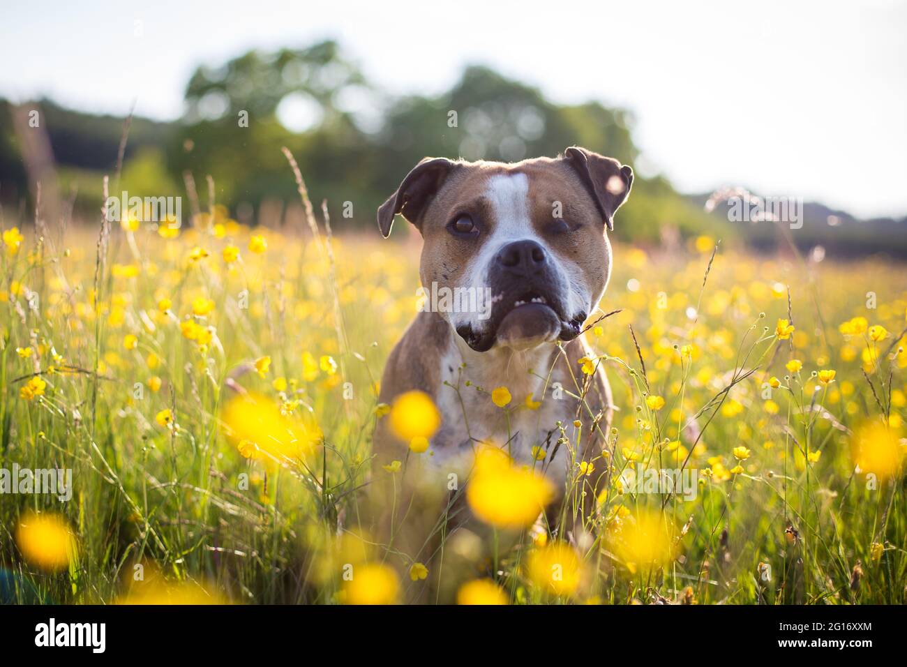 American Pit Bull Terrier dans un champ de fleurs Banque D'Images