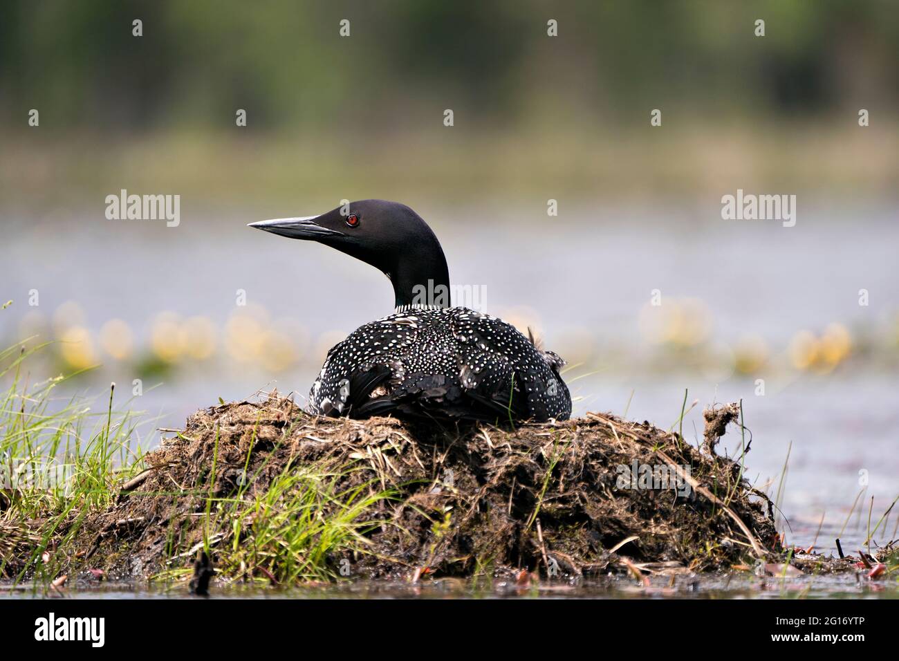 Loon nichant sur son nid avec des herbes de marais, de la boue et de l'eau près du bord du lac dans son environnement et son habitat avec un fond d'eau floue. Loon commun Banque D'Images Loon nichant sur son nid avec des herbes de marais, de la boue et de l'eau près du bord du lac dans son environnement et son habitat avec un fond d'eau floue. Loon commun Banque D'Images