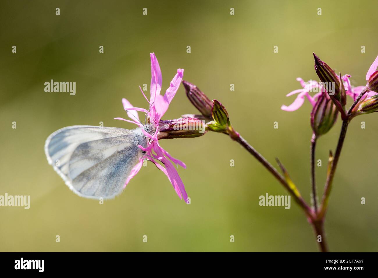 Collier de papillon blanc en bois sur une fleur de robin dentelée Banque D'Images