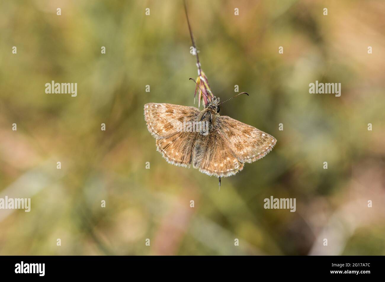 Papillon de l'hespérie dingy au repos Banque D'Images