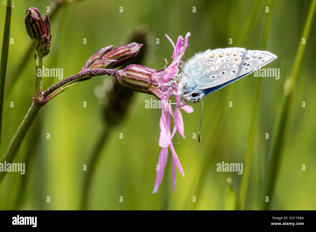 Mâle papillon bleu commun nectaring sur la fleur de robin dentelée Banque D'Images