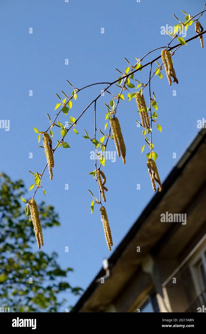 Avec la semence des rameaux et feuilles d'un bouleau blanc Betula Alba ou arbre au printemps, Sofia, Bulgarie Banque D'Images