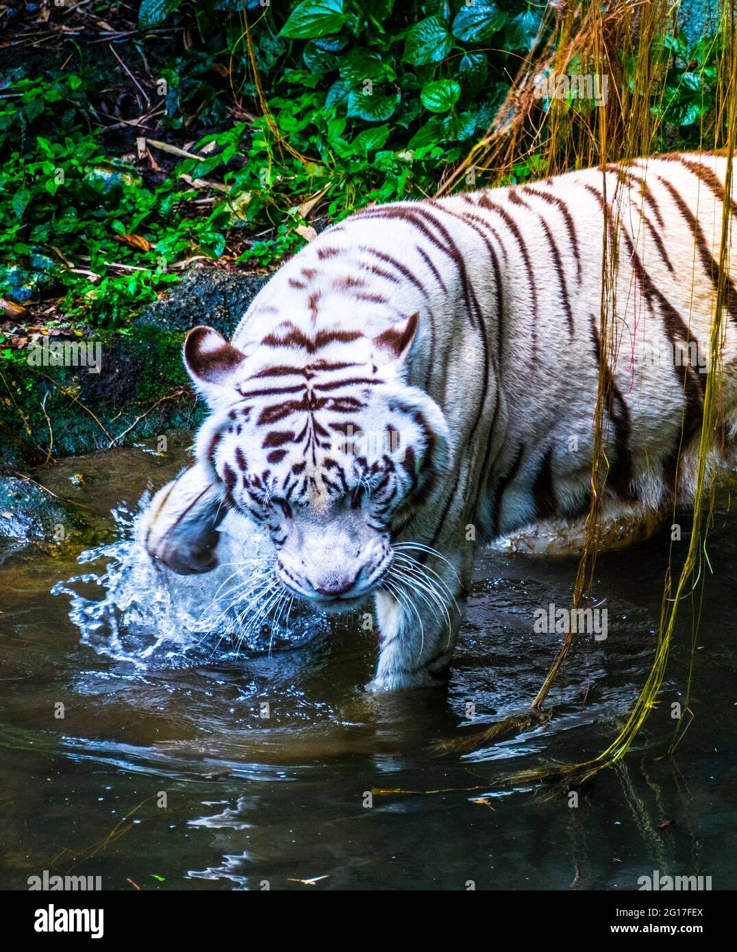 Le tigre blanc ou tigre blanchi est une variante de pigmentation leuciste  des tigres du Bengale, du tigre de Sibérie et des hybrides faits par  l'homme entre les deux, qui Photo Stock -