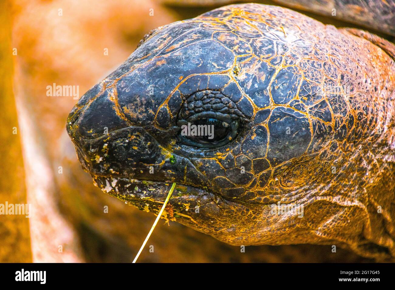 Les tortues terrestres sont des espèces de reptiles de la famille des Testudinidae l'ordre Testudines. Banque D'Images