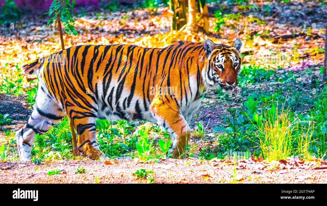 Le tigre du Bengale est un tigre d’une population spécifique de la sous-espèce Panthera tigris tigris originaire du sous-continent indien. Banque D'Images