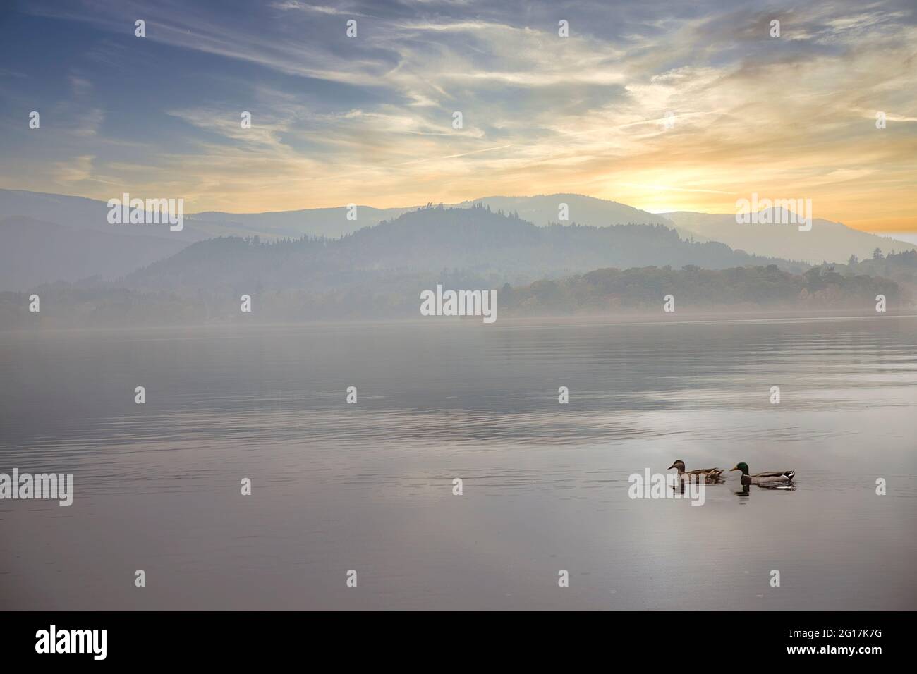 Canards et réflexions sur Derwent Water in Mist, Lake District, Cumbria, Angleterre, Royaume-Uni Banque D'Images
