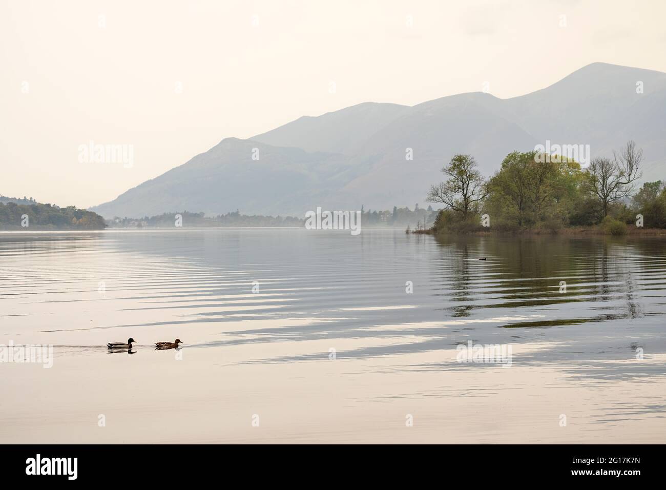 Canards et réflexions sur Derwent Water le matin brumeux, Lake District, Cumbria, Angleterre, Royaume-Uni Banque D'Images