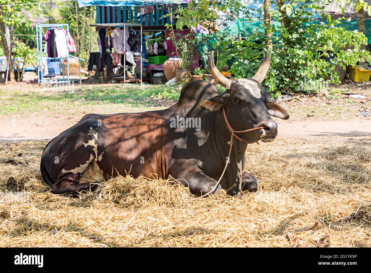 Vache à cornes longues, Wat Bang Kung, Thaïlande Banque D'Images