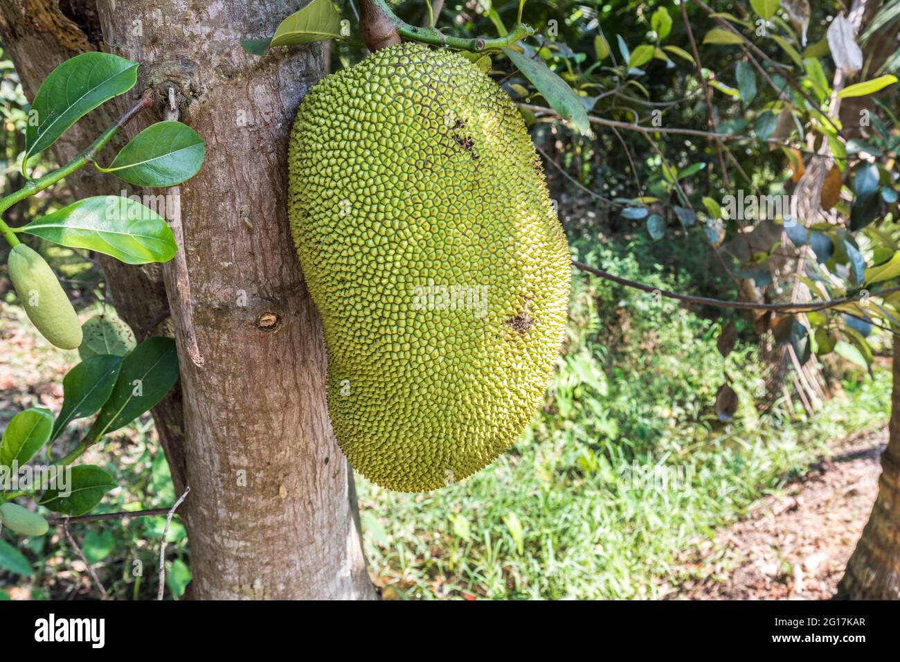 Jackfruit, Artocarpus heterophyllus, famille Moraceae, Wat Bang Kung, Thaïlande Banque D'Images