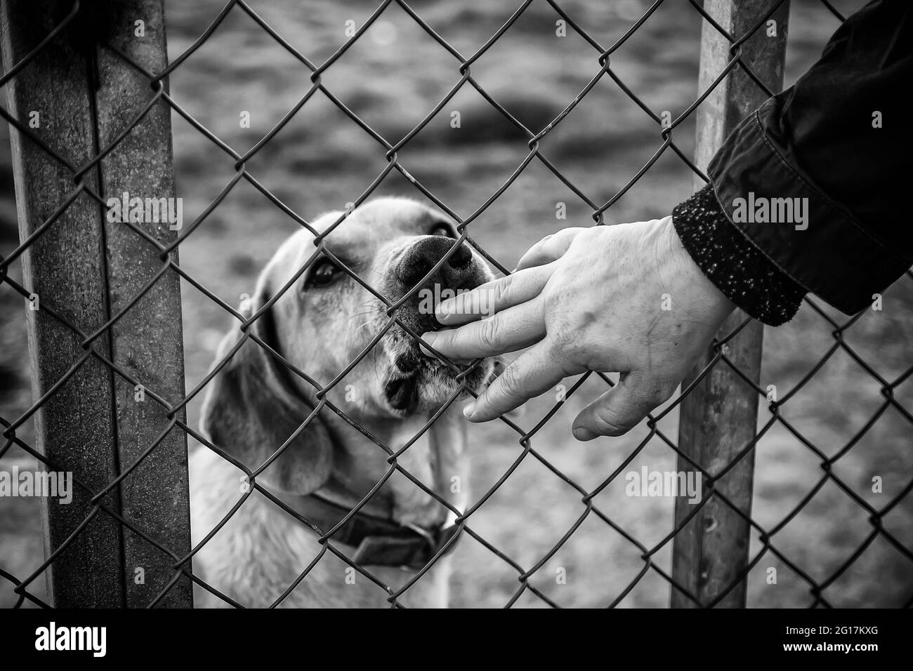 Détail des animaux abandonnés et seuls, de l'amour et des soins aux animaux Banque D'Images