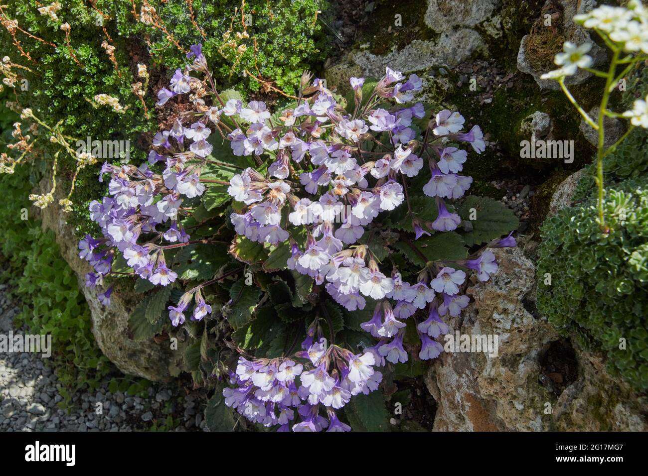 Résurrection plante (Haberlea rhodopensis) qui pousse un affleurement rocheux en plein soleil Banque D'Images