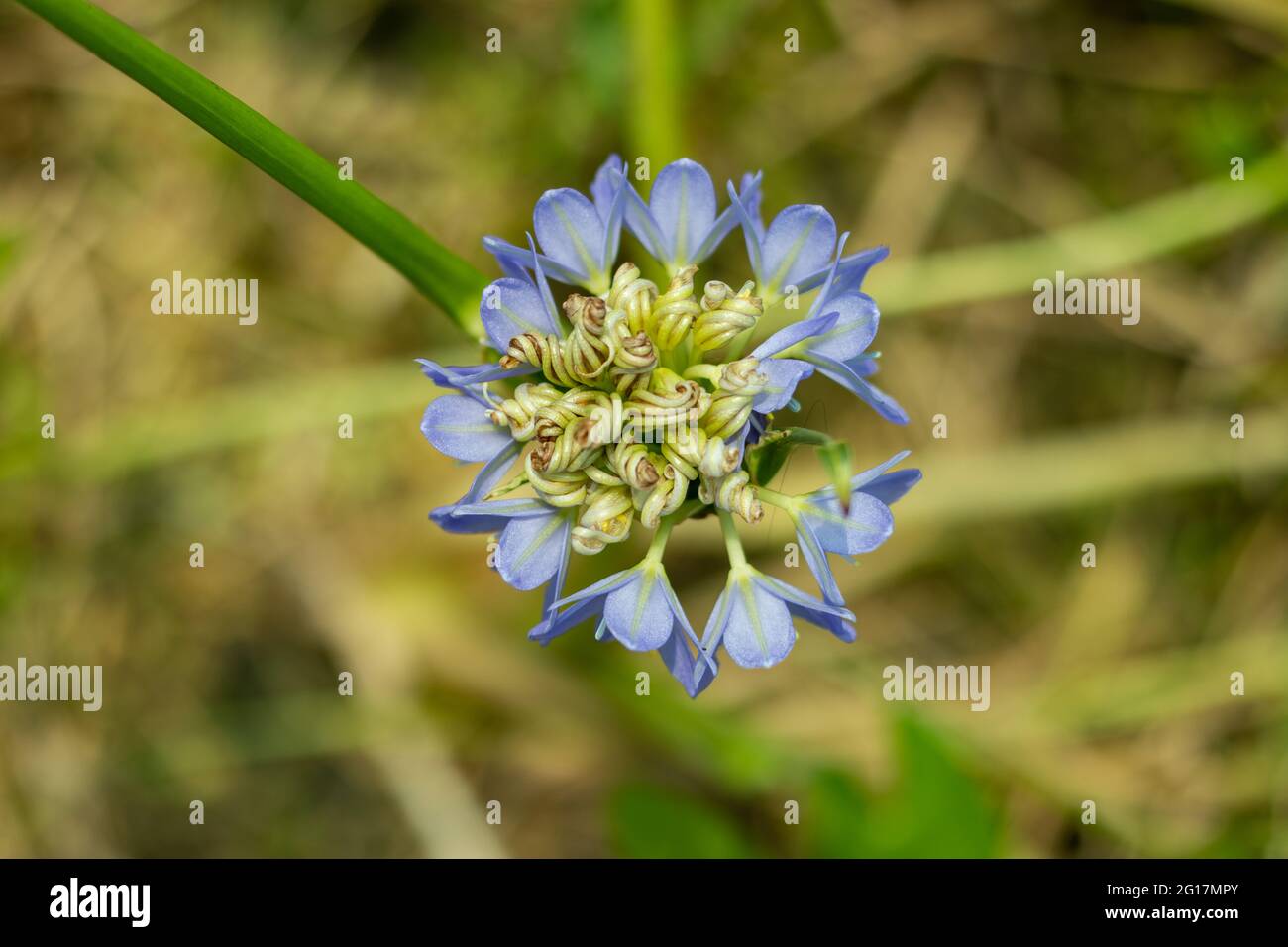 Le Lily du Nil ou la plante africaine de Lily, est une plante herbacée vivace de la fleur bleue d'Amaryllidaceae Banque D'Images