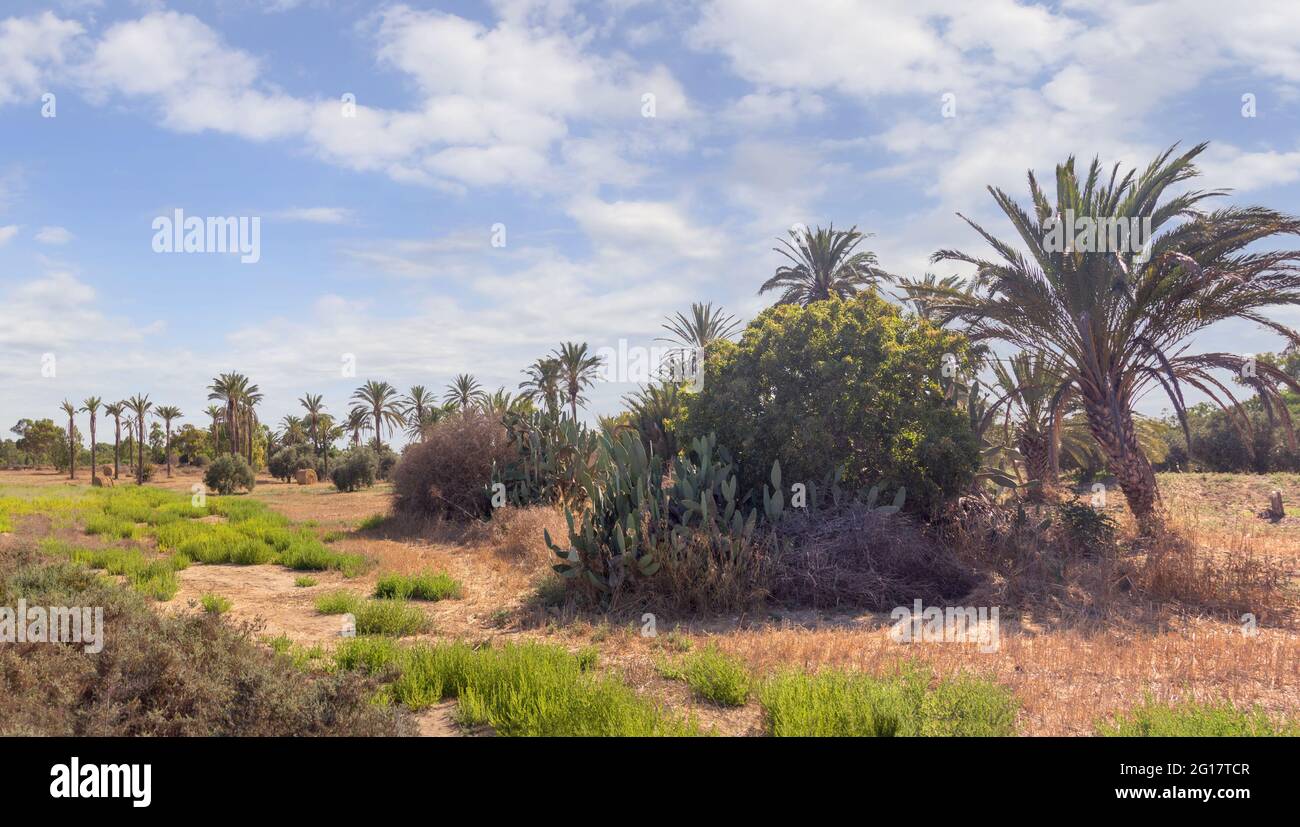 Magnifique paysage avec palmiers à Larnaca à côté du lac de sel lors d'une chaude journée d'été. Chypre. Banque D'Images