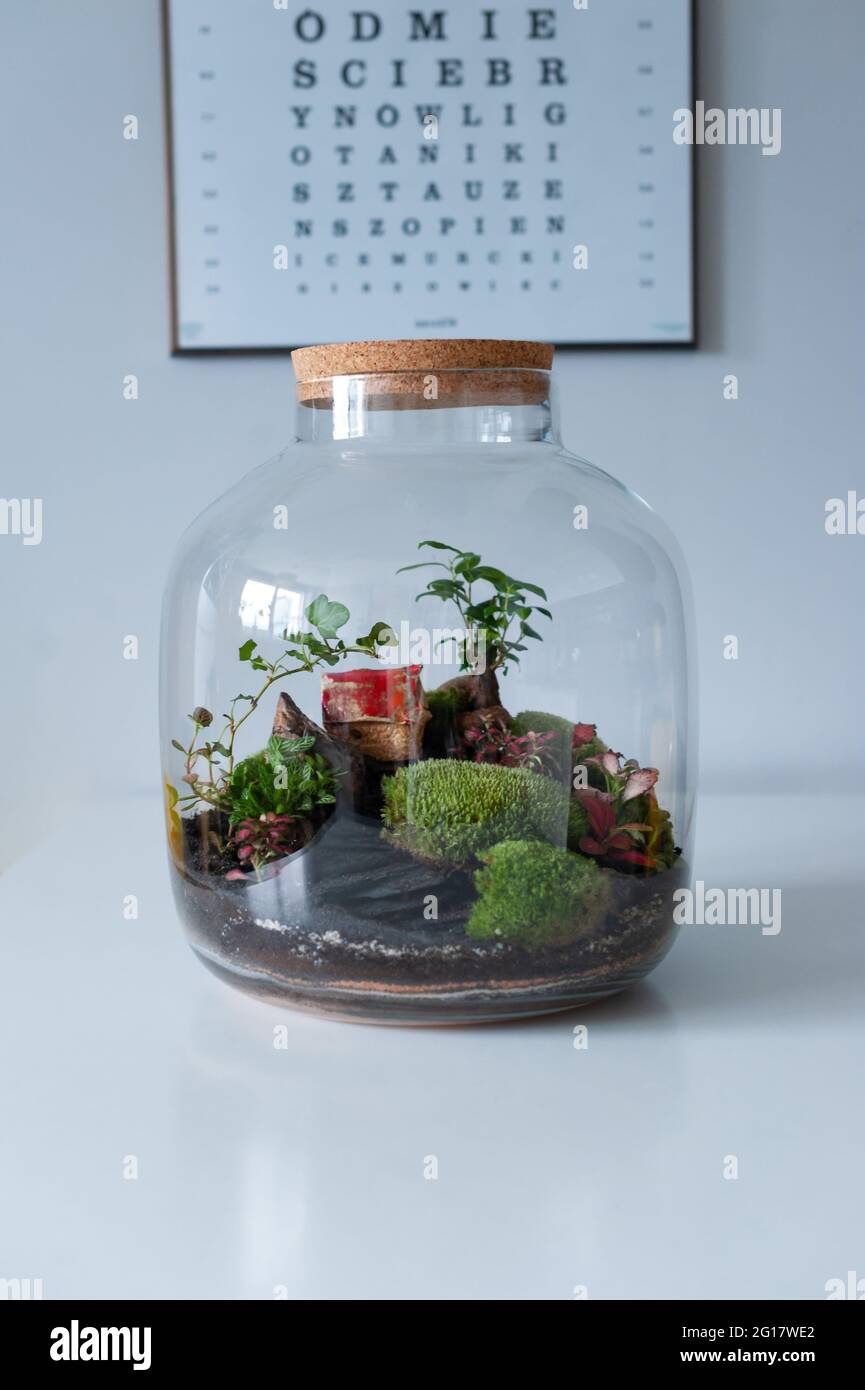 Terrarium avec plantes - ginseng ficus, maison miniature, monde miniature.  Une forêt en verre en compagnie de fleurs coupées sur la table devant un SC  Photo Stock - Alamy