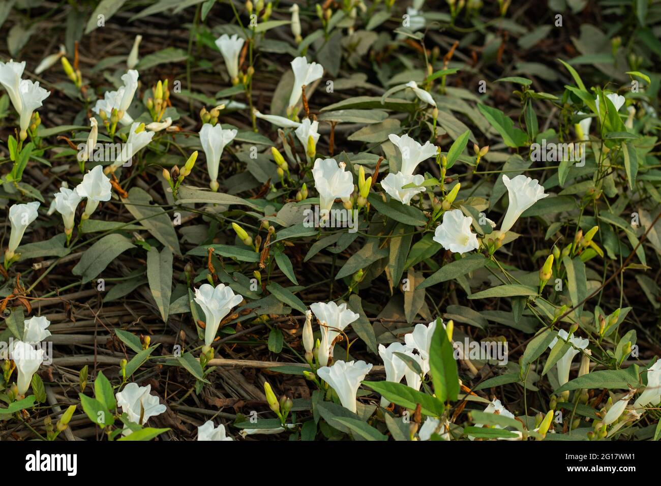 Le bouquet de la fleur blanche de la gloire du matin à feuilles de violon  sur le sol de Field bindwee est également une plante vivace non indigène de  longue durée Photo