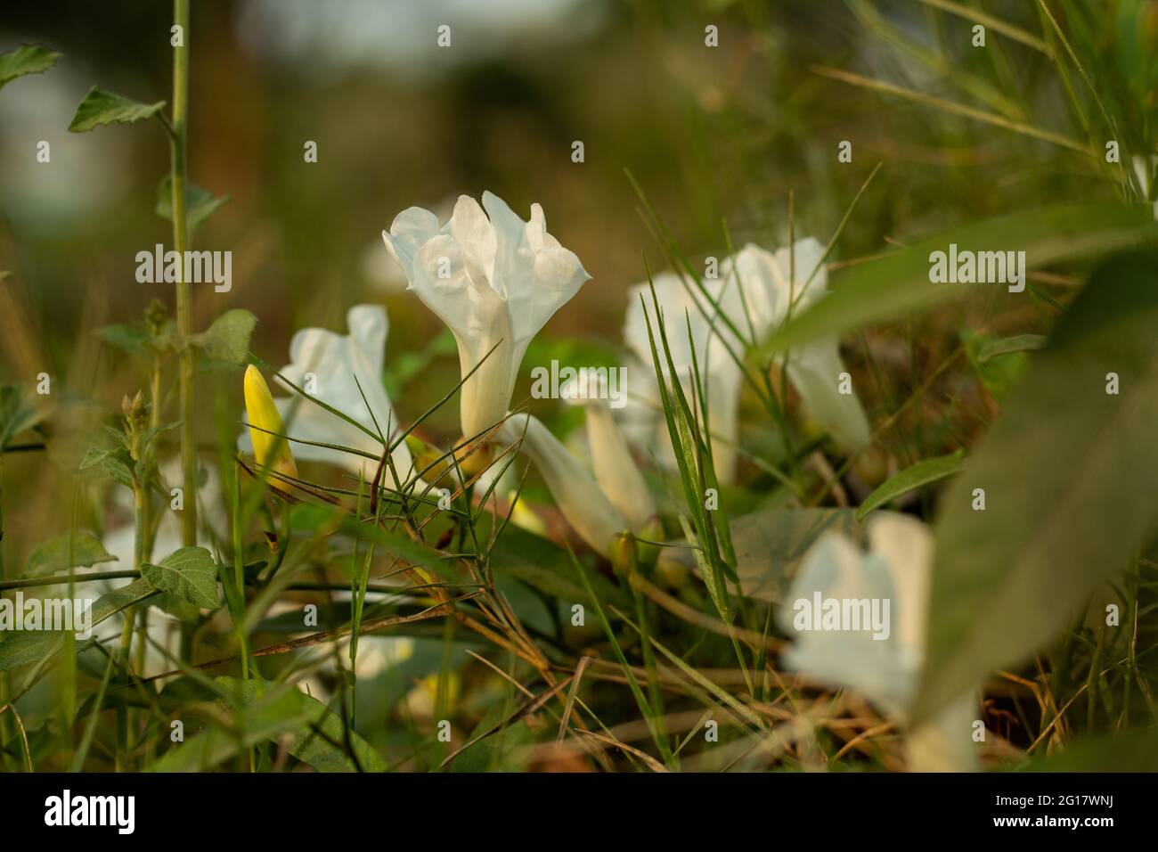 Le Field Bindweed est une plante traînante ou rampante et la fleur blanche  a des feuilles carrées avec un retrait peu profond au sommet qui alternent  de on Photo Stock - Alamy