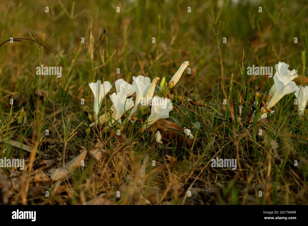 Le groupe de la fleur blanche de Bindweed de champ a des feuilles carrées avec un retrait peu profond au sommet qui alternent d'un à l'autre et de Bindweed de champ Banque D'Images