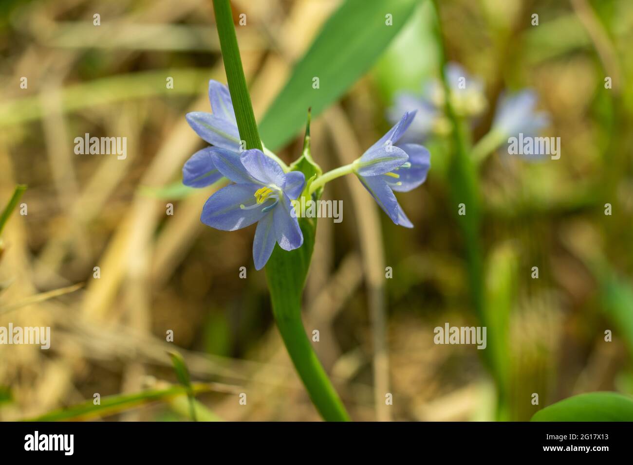 Le nénuphars du Nil est une plante à feuilles caduques qui produit des feuilles strippées et des fleurs qui coulent dans des tons de bleu foncé Banque D'Images