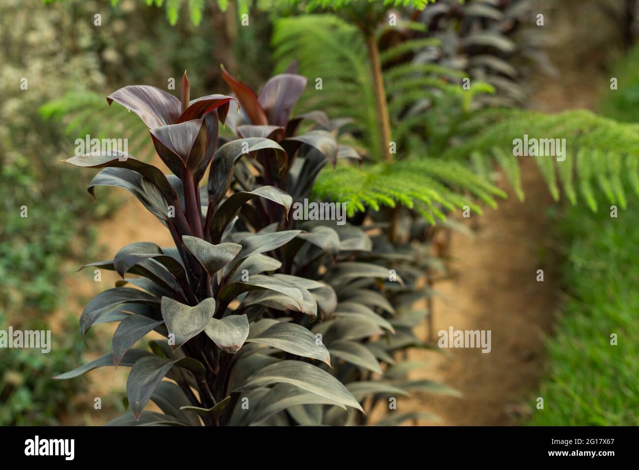 L'orchidée de langue ou la feuille de couleur rouge foncé de Broadleaf Lady Palm est une plante de palme à tiges multiples qui pousse du sol Banque D'Images