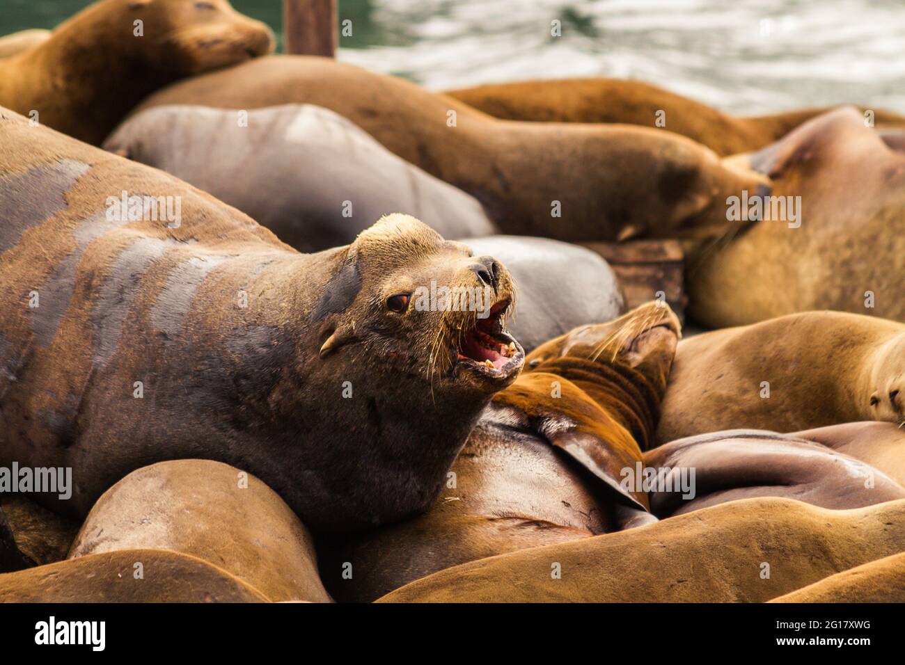 Des lions de mer de Californie hurlent sur l'embarcadère 39 de San Francisco Banque D'Images