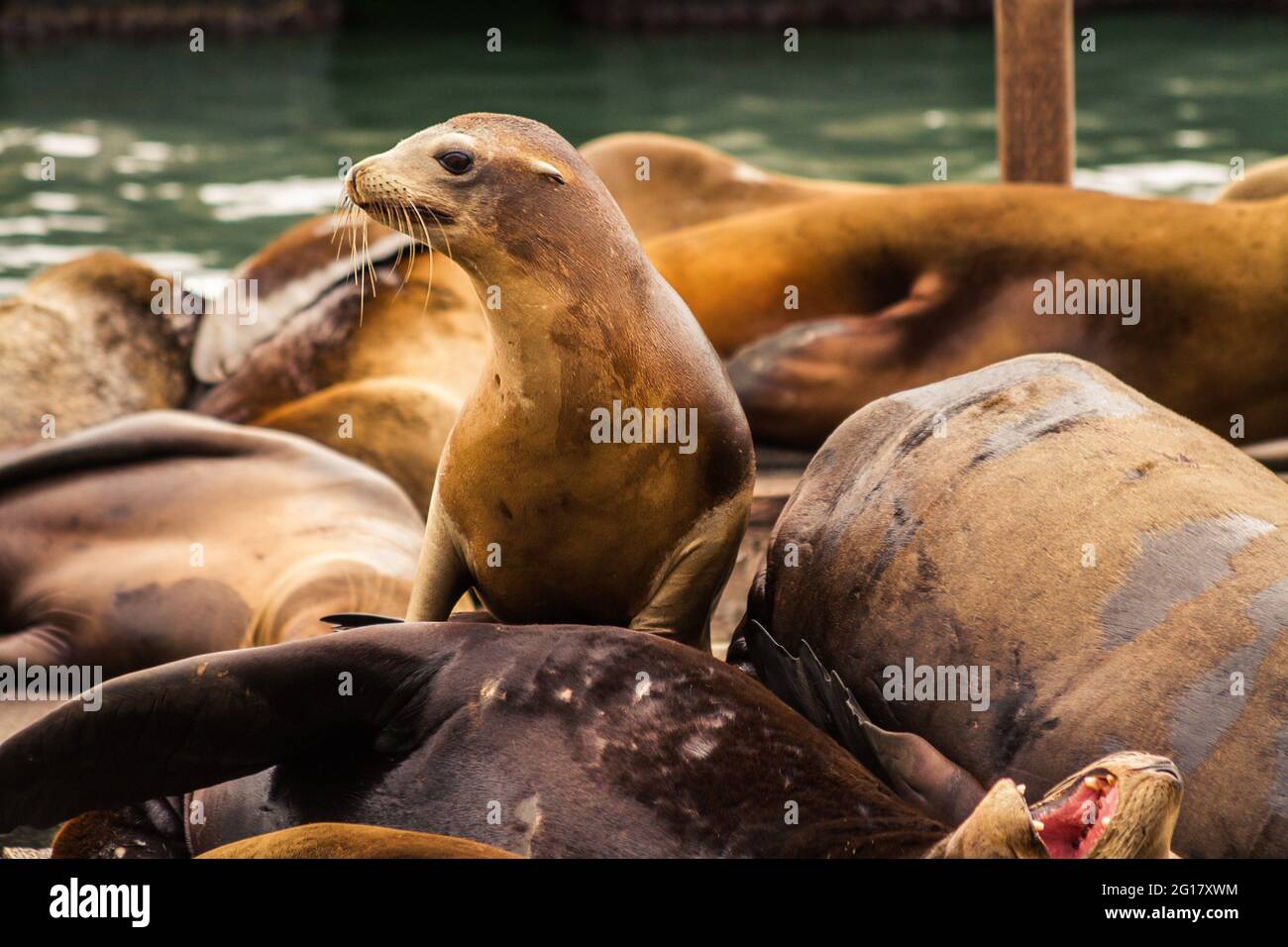 Gros plan des lions de mer de Californie (Zalophus californianus) sur le quai 39 à San Francisco Banque D'Images