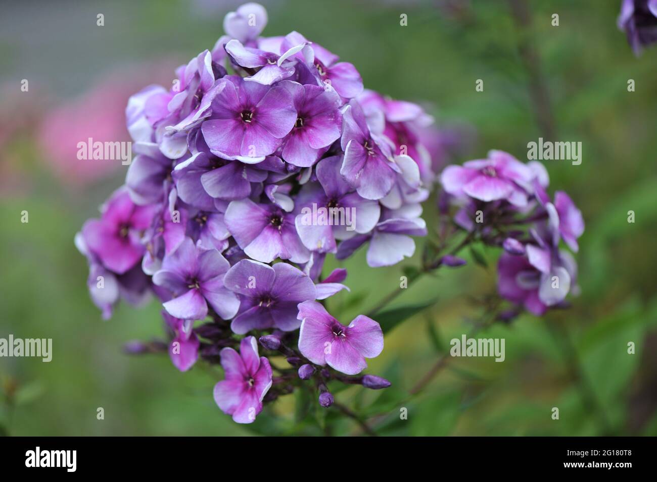 Le phlox bleu-violet paniculata Alexey Lensky fleurit dans un jardin en juillet Banque D'Images