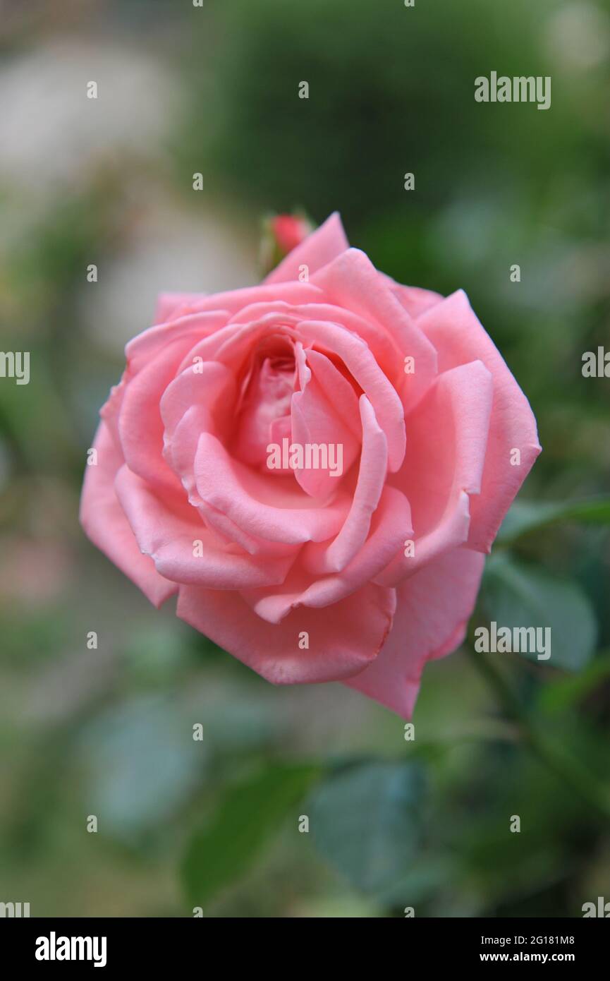 Rose rosier à grandes fleurs rose (Rosa) l'aube de corail fleurit dans un jardin en juillet Banque D'Images
