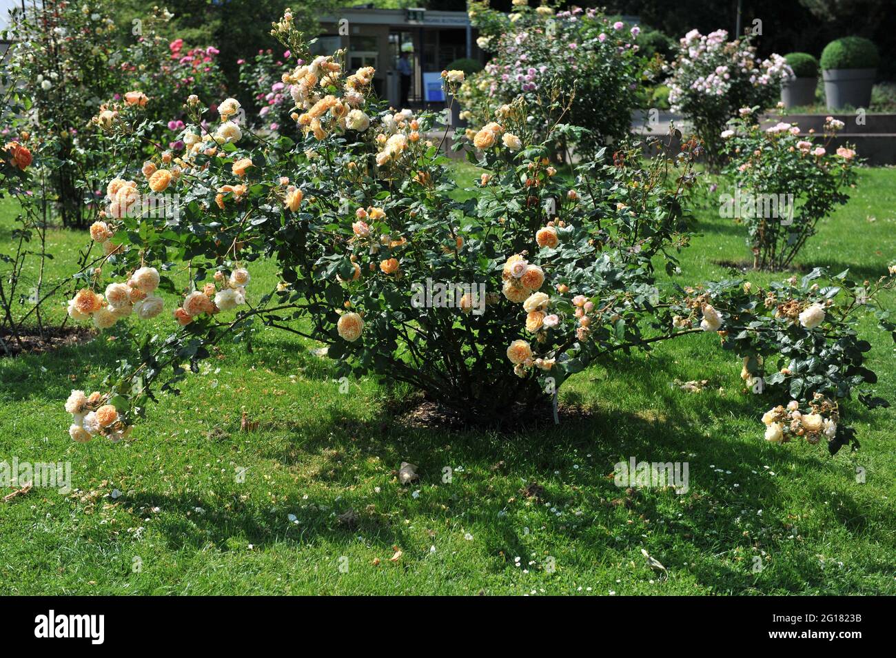 Rose arbuste anglais abricot-jaune (Rosa) la princesse Margareta de couronne fleurit dans un jardin en juin Banque D'Images