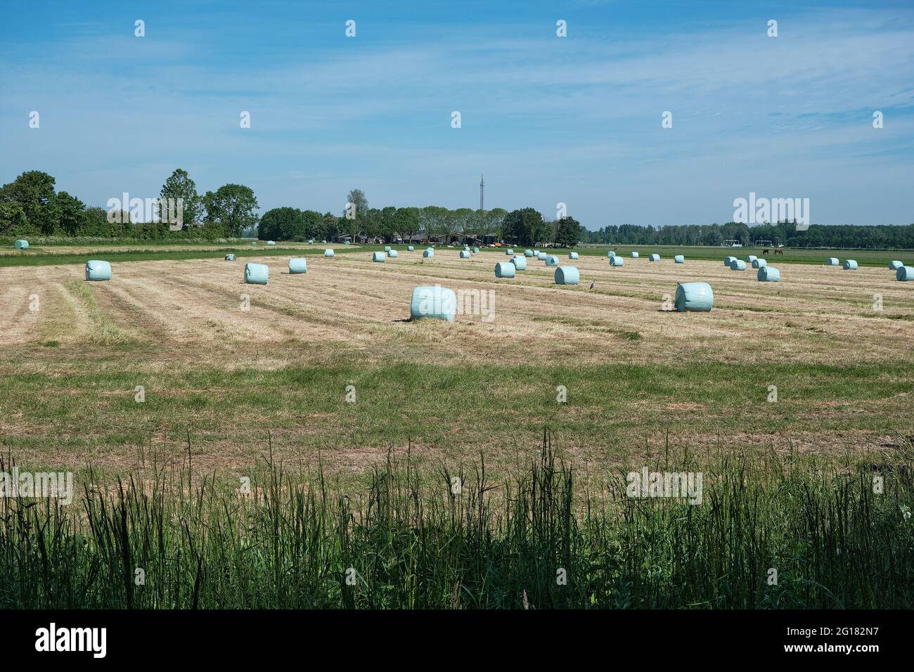 Herbage frais avec balles de foin en plastique, ferme avec des vaches en arrière-plan. Image hollandaise avec un ciel bleu. Les agriculteurs hollandais se disputent la course contre la pluie Banque D'Images