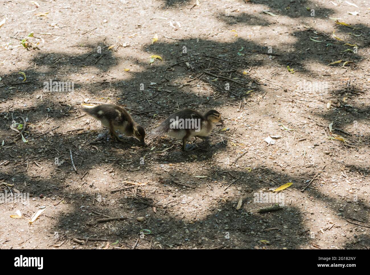 Poussins de canard mandarin (Aix galericulata) Banque D'Images