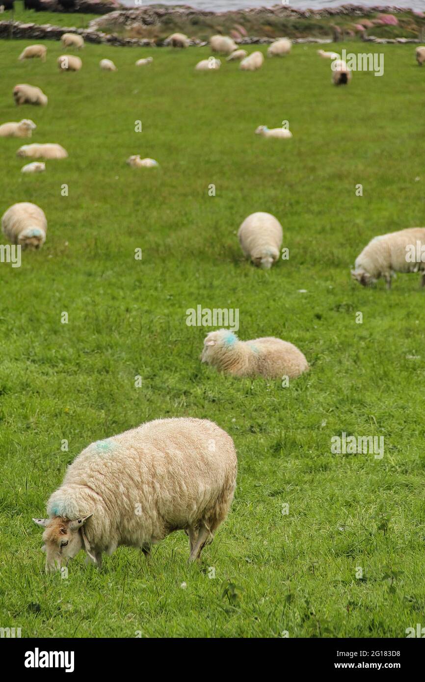Moutons paissant sur la ferme avec vue sur l'océan Atlantique Nord près de Slea Head Drive dans la péninsule de Dingle, qui fait partie de la voie de l'Atlantique sauvage. Banque D'Images