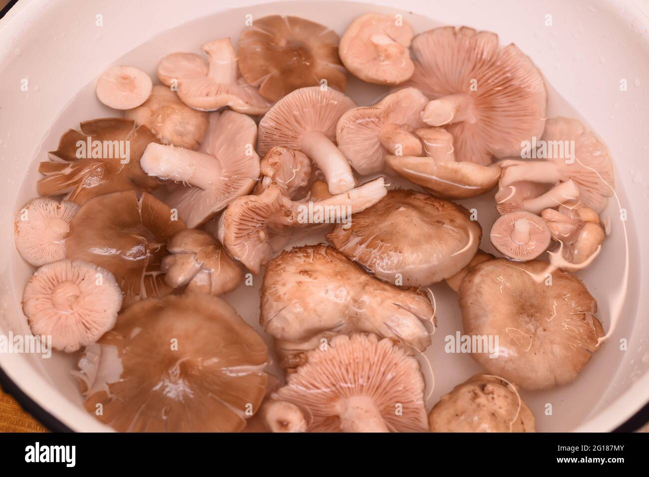 Entoloma de champignons de jardin dans un bol dans l'eau. Banque D'Images