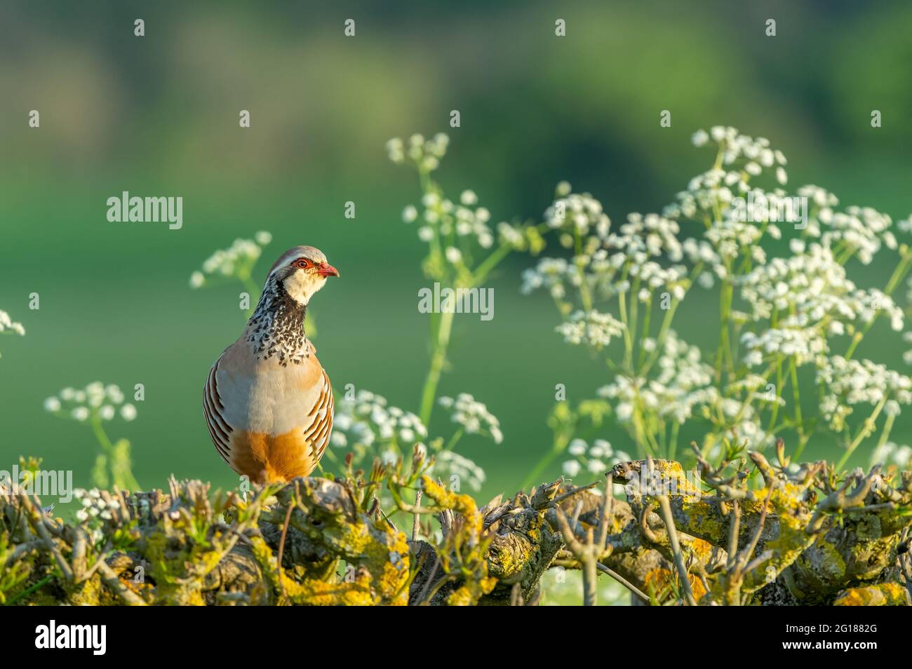 Perdrix à pattes rouges ou français perchés sur un mur en pierre sèche entouré de persil de vache ou de fleurs de mère-Die. Nom scientifique: Alectoris rufa. Face à f Banque D'Images