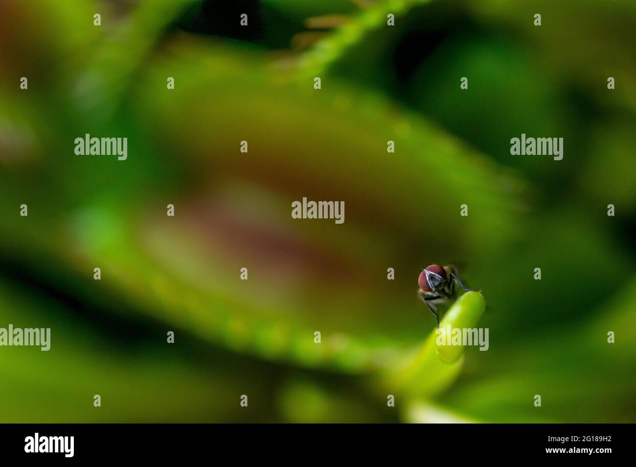 Image macro d'une mouche de maison commune prenant un repos sur une plante de piège à mouches venus Banque D'Images