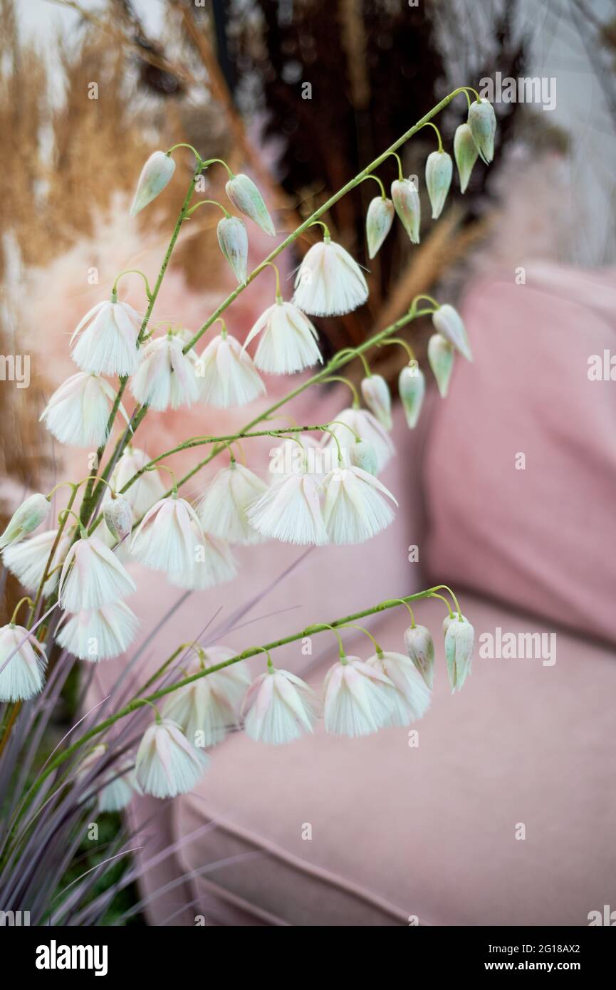 Canapé rose entouré d'herbes, de fleurs séchées et de céréales. Un bel intérieur dans un style écologique. Banque D'Images