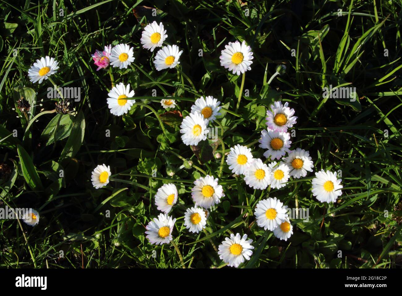 Gänseblümchen / Marguerite commune / Bellis perennis Banque D'Images