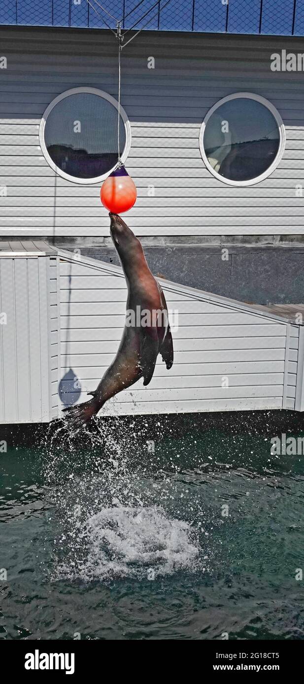 Un lion de mer de Californie qui bonde hors de l'eau dans un aquarium de Crescent City, Californie, pour toucher une balle rouge avec son nez. Le joint a été trouvé blessé Banque D'Images