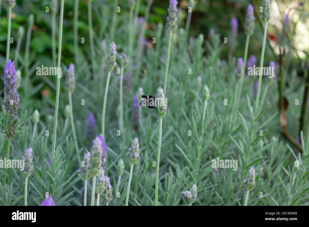 Bourdon noir sur une plante dans le jardin. Banque D'Images