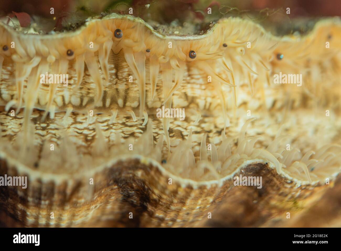 Grand pétoncle montrant des « yeux » sensibles à la lumière Banque D'Images