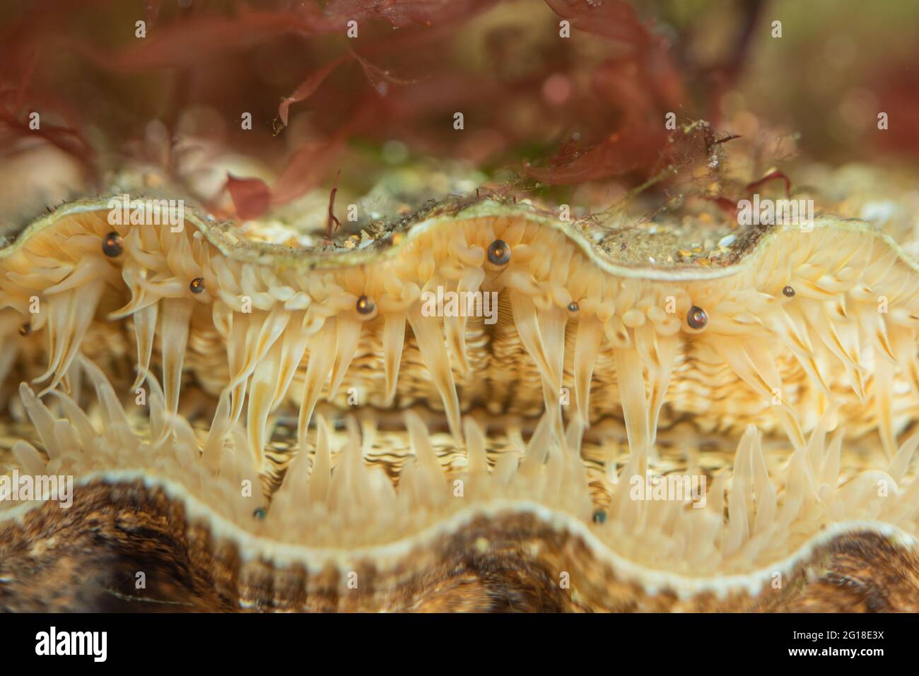 Grand pétoncle montrant des « yeux » sensibles à la lumière Banque D'Images