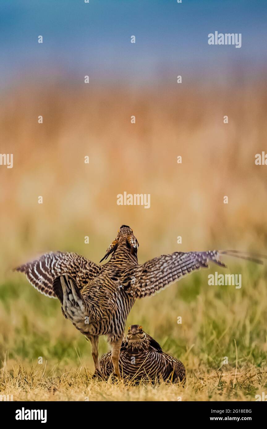 Poulet des grandes Prairies, Tympanuchus cupido, mâles luttant sur le poireau dans le fort Pierre National Grassland, Dakota du Sud, États-Unis Banque D'Images