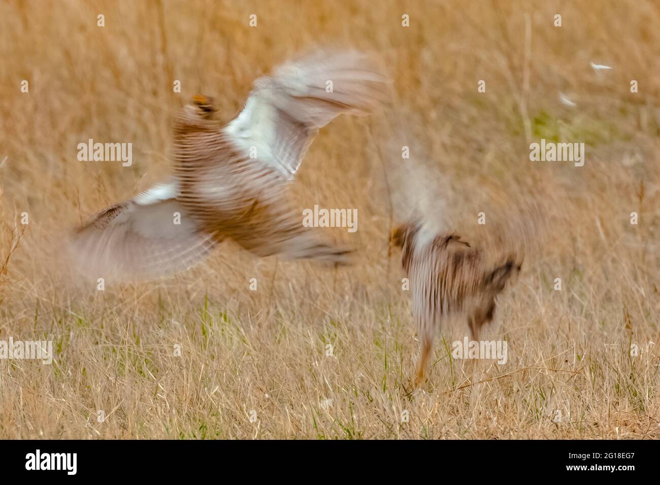 Poulet des grandes Prairies, Tympanuchus cupido, mâles luttant sur le poireau dans le fort Pierre National Grassland, Dakota du Sud, États-Unis Banque D'Images