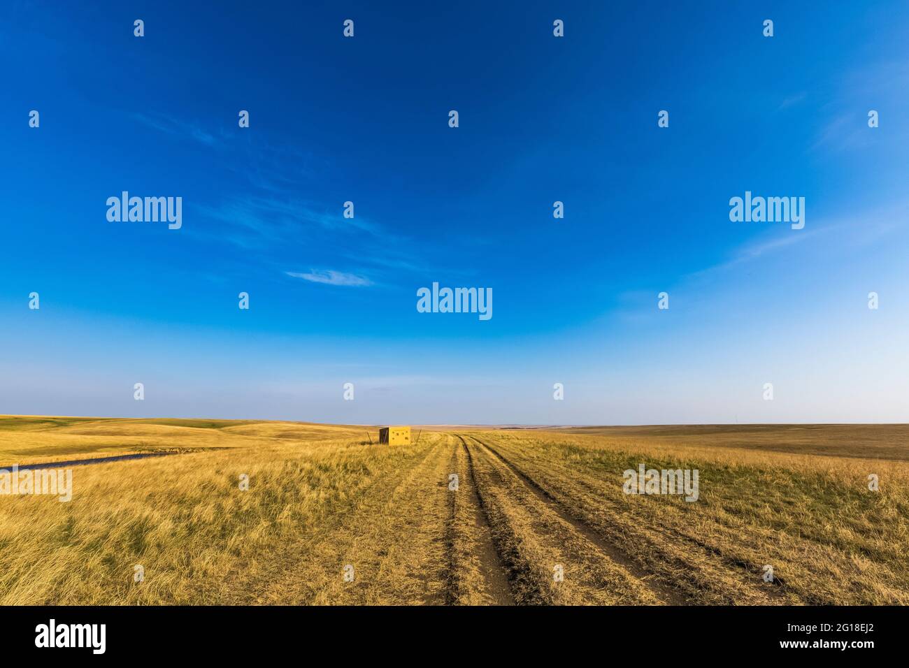 Aveugle pour avoir observé les grands poulets des Prairies, Tympanuchus cupido, sur une lek dans le fort Pierre National Grassland, Dakota du Sud, États-Unis Banque D'Images