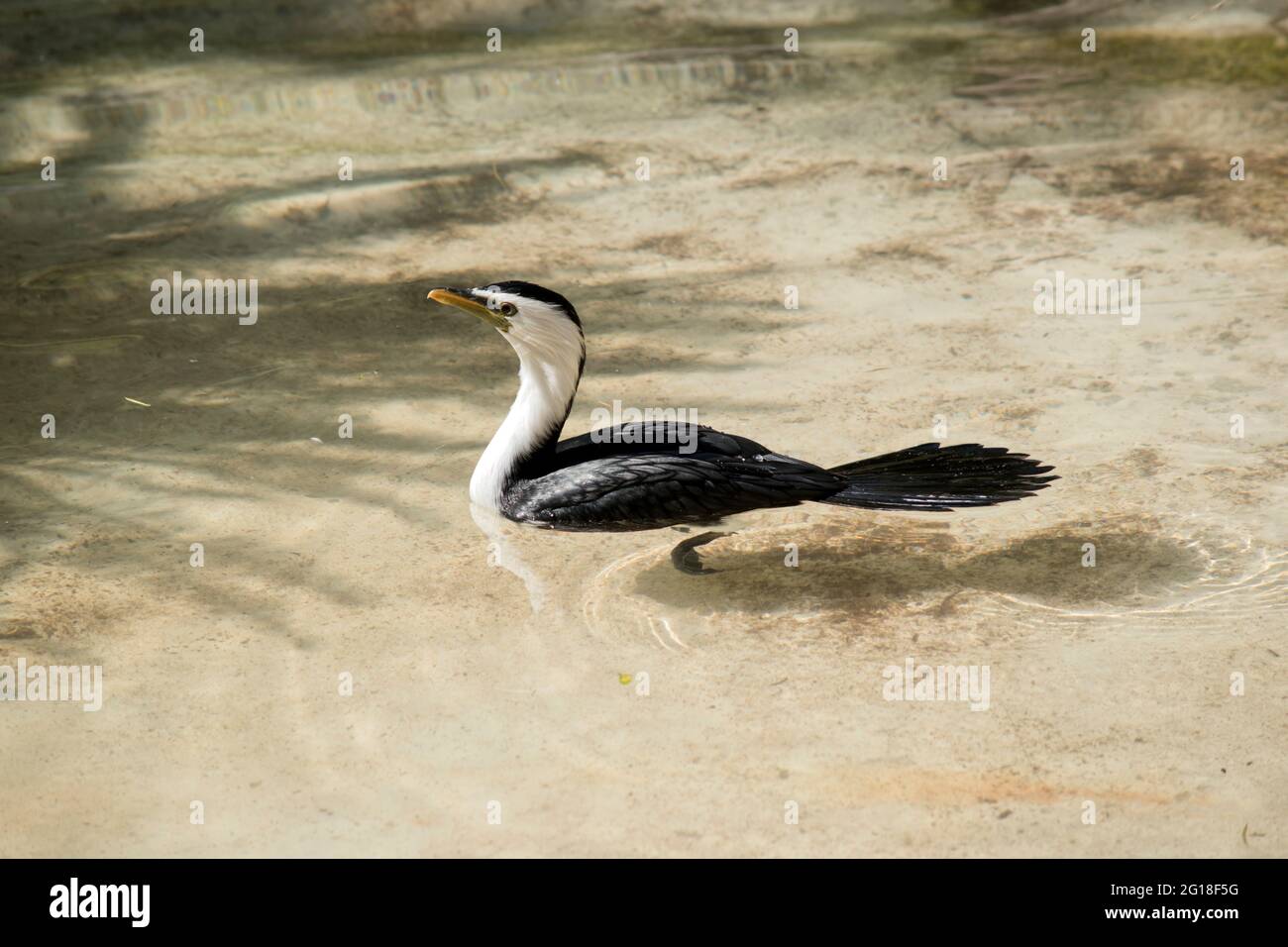 le cormorant à pied est à la recherche de nourriture dans l'eau Banque D'Images