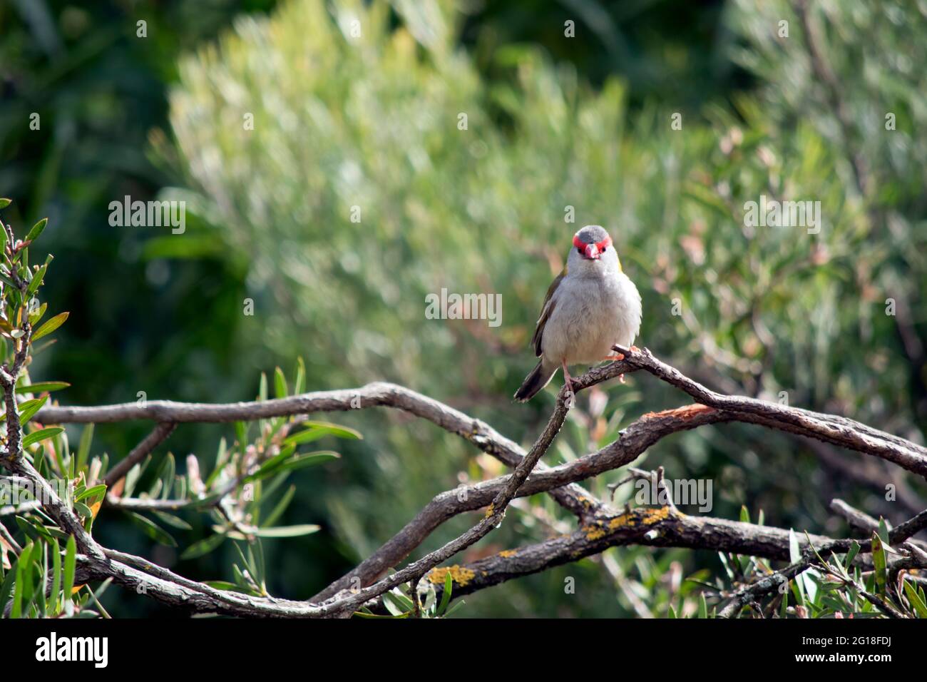 le finch brun rouge a un corps gris ailes vertes, bec rouge, et rouge sur ses yeux Banque D'Images