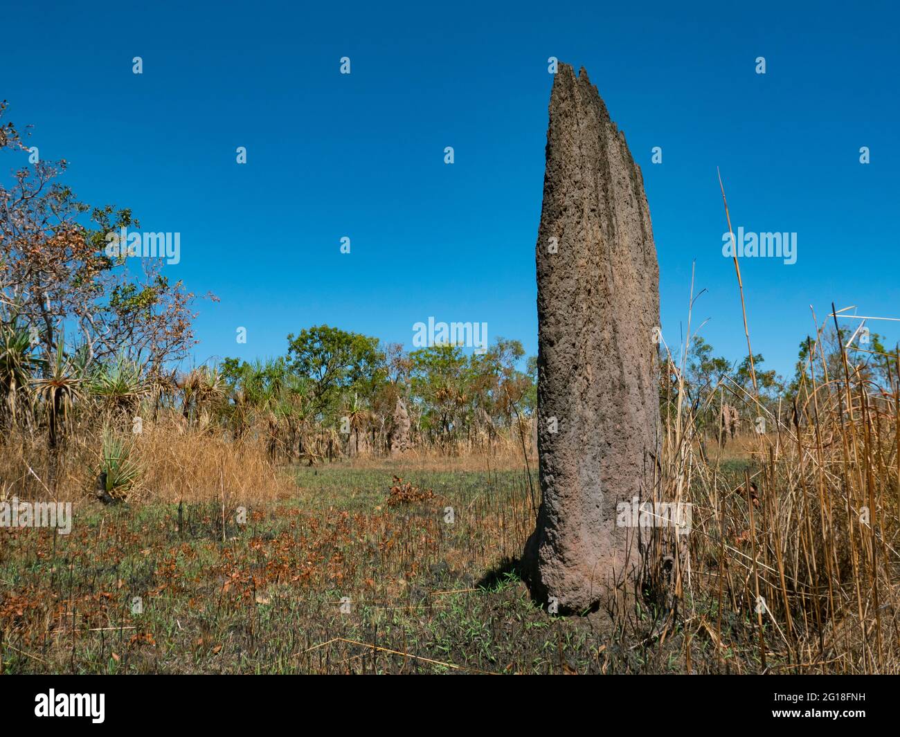 Termines magnétiques fabriquées par des termites, Amitermes meridionalis; dans le territoire du Nord haut de gamme avec espace de copie Banque D'Images