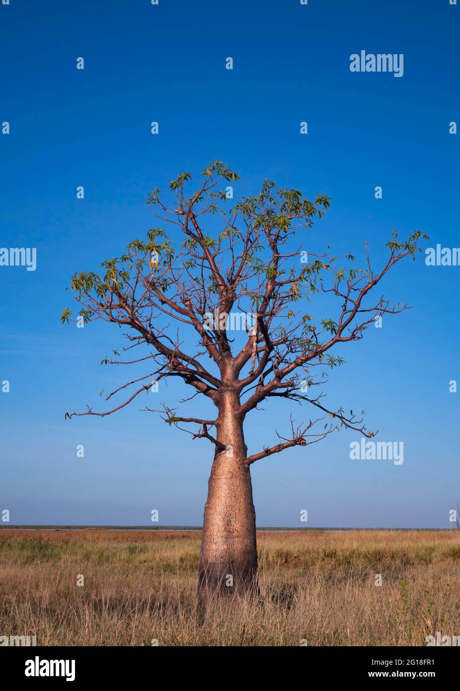 Boab Trees, Adansonia gregorii, dans la région de Kimberly en Australie occidentale. Banque D'Images