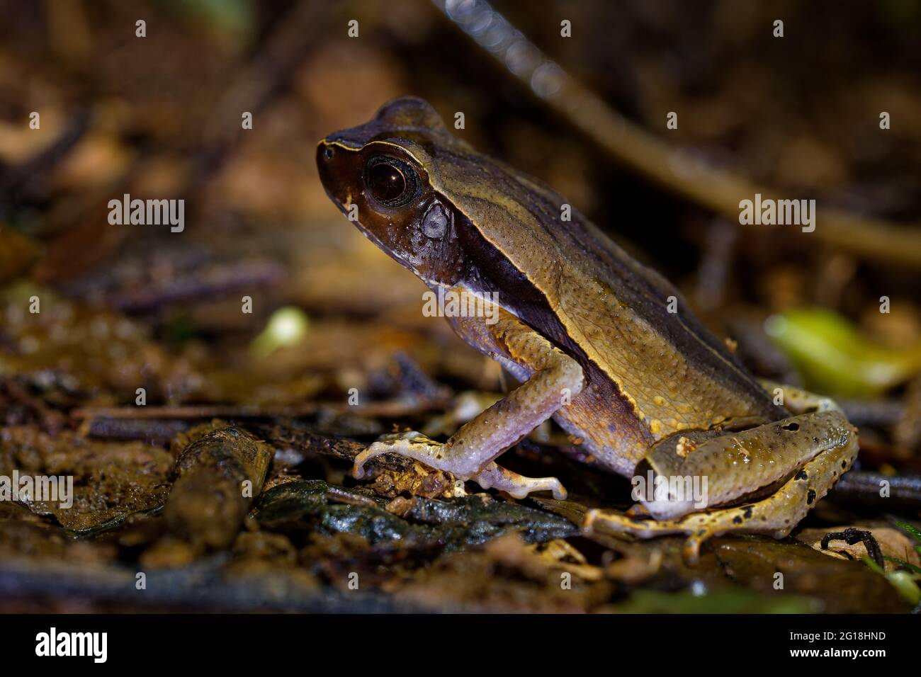 Litière de feuilles Toad - Rhaebo hamatiticus autrefois Bufo hamatiticus est crapaud dans Bufonidae, trouvé dans l'est du Honduras, Nicaragua, Costa Rica, Panama, Colo Banque D'Images